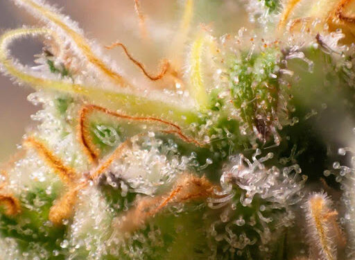Buy Terpenes online