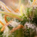 Buy Terpenes online