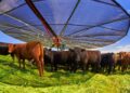 Raising Healthy & Productive Cattle ─ 10 Tips for Efficient Ranch Management