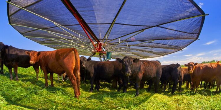 Raising Healthy & Productive Cattle ─ 10 Tips for Efficient Ranch Management